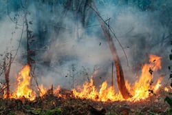 Amazon rain forest fire disaster is burning at a rate scientists have never seen before.
