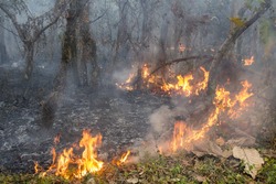 bush fire in tropical forest