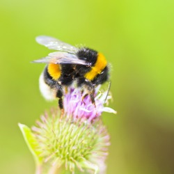 Bumble-bee sitting on wild flower