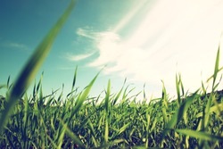 low angle view of fresh grass against blue sky with clouds. freedom and renewal concept
