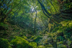 Primival forest hiking trails in Yakushima, Japan