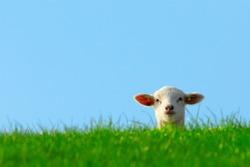 funny image of a cute lamb in spring
