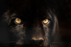 The eyes of a black panther