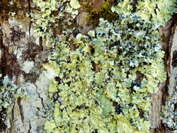 Close up of various types of lichen co-existing on a tree trunk