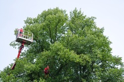 Man working in an elevating platform truck beside a tree
