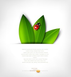 vector grey background with leafs and ladybird