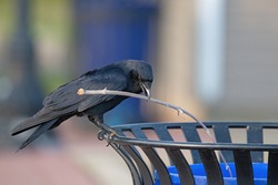 An American Crow Putting a Stick in a Trash Can