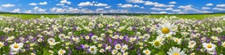 spring landscape panorama with flowering flowers on meadow. white chamomile and purple bluebells blossom on field. panoramic summer view of blooming wild flowers in meadow