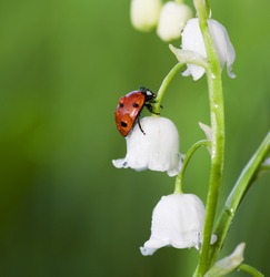 The ladybird creeps on a flower of a lily of the valley