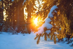beautiful winter landscape with the forest and sunset