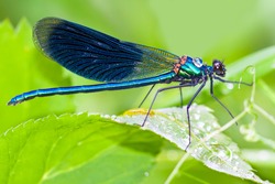 blue dragonfly is sitting on grass in a meadow. insect dragonfly close up macro