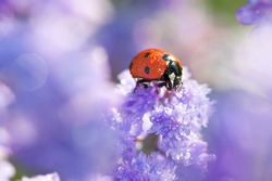 close up macro wildlife insect ladybug is sitting through spring flowers in meadow. blurry background of purple flowers with dew drops and ladybird in garden on flowerbed