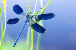  blue dragonfly on a flower on a spring meadow