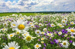 beautiful summer landscape with blossoming meadow and flowers. wild flowers blooming spring