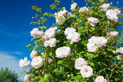 flowering bush of a rose blooming in pink flowers. buds of roses were  blossoming on a bush in a garden.