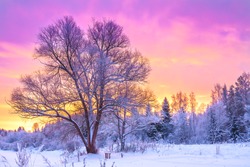 winter landscape with forest, trees and sunrise. winterly morning of a new day. purple winter landscape with sunset