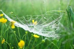 spring meadow with green grass and white spider web, blur background. rural landscape with green meadow, soft focus