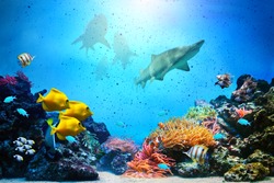Underwater scene. Coral reef, colorful fish groups, sharks and sunny sky shining through clean ocean water. High res background