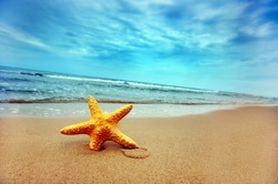 Starfish on the Beach - Best for Web Use -