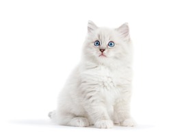 Ragdoll cat, small white kitten portrait isolated on white background. Pedigree pet