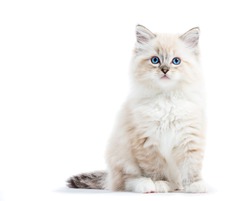 Ragdoll cat, small kitten portrait isolated on white background. Pedigree pet