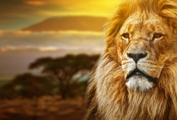 Lion portrait on savanna landscape background and Mount Kilimanjaro at sunset