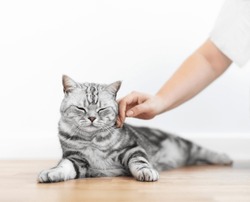 Stroking a kitten British shorthair silver tabby cat at home, purebred