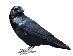 Black raven. Bird isolated on white, profile view.