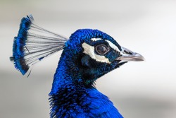 Peacock head portrait. Close-up