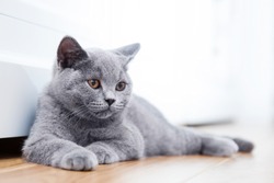 Young cute cat resting on wooden floor. The British Shorthair pedigreed kitten with blue gray fur