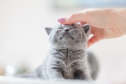 Cute kitten loves being stroked by woman's hand. British Shorthair cat.