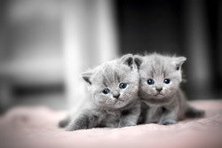 Two cute kittens cuddle each other. British Shorthair cats.