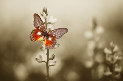 A red butterfly in the moody sepia flowers field.