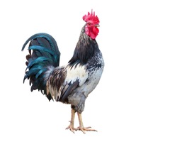 gray rooster isolated over white background