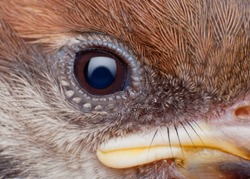 close up of sparrow face