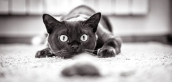 Cat hunts to mouse at home, funny kitten plays indoor, domestic cat face before attack. Look of happy cat preparing to jump, pet wanting to pounce. Black and white panoramic photo of playful cat.