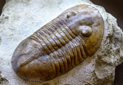 Trilobite fossil on stone, extinct animal lived in Cambrian and Silurian seas. Big trilobite fossil by prehistoric era and rock close-up. Concept of paleontology, evolution and Paleozoic fossils.