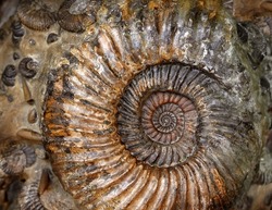 Ammonite fossil close-up, petrified prehistoric extinct animal like snail. Cephalopod shell, fossil by Paleozoic era in rock. Concept of paleontology, geology, golden ratio and nature spiral pattern.