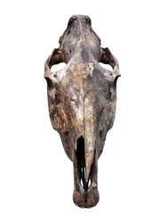 Skull of extinct animal isolated on white background, front view of scary skeleton skull, old real head. Concept of remains, Satan, hunting trophy, fossil skull, western, prehistory and paleontology.