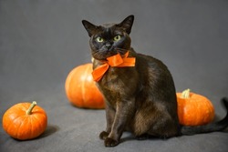 Burma cat on Halloween, portrait of brown Burmese cat with orange ribbon and pumpkins, cute pet sits on gray background in Halloween holiday in studio. Hallowen, party, autumn, October and cat concept