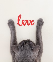 Happy Valentines Day. Cat kitten kitty holding letters love.Flat design. Love card.