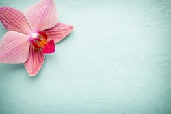 Pink orchid flower. Greeting background.