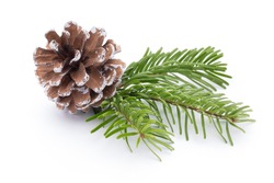 Fir tree branch and cones isolated on white background.