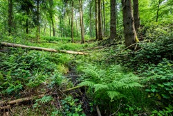 Forest landscape. Green forest and fern, Germany