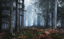 Dark mysterious pine forest in mist with a carpet of moss and fern. French Alsace, Vosges mountains