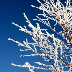 hoar-frost on tree in winter