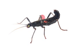 black stick insect Peruphasma schultei isolated