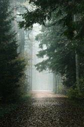 An empty alley through the tall pine and fir trees in evergreen forest in a morning fog. Natural tunnel. Tranquil landscape. Environmental conservation in Kemeri national park, Latvia