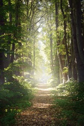 Rural gravel road (alley) through mighty green linden trees. Soft sunlight, sunbeams. Fairy forest landscape. Picturesque scenery. Pure nature. Art, hope, heaven, loneliness, wilderness concepts