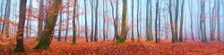 Panoramic view of mysterious beech forest. Thick morning fog. Blue light. Red and orange leaves. Lorraine, France. Dark atmospheric autumn landscape. Ecotourism, environment, nature, seasons